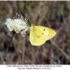 colias alfacariensis male3